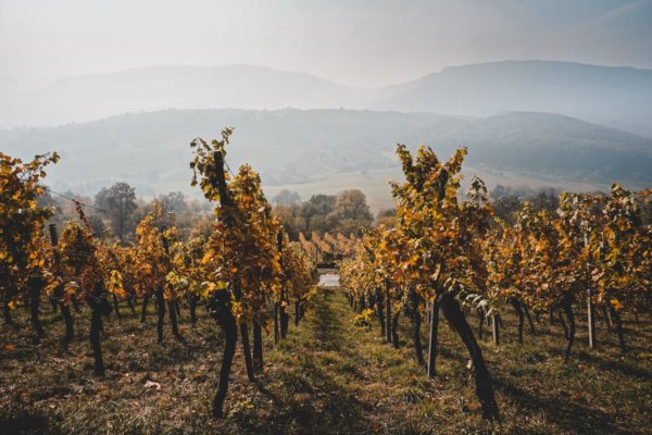 Nico bhlr r6pi3 Bpq Dz I unsplash
